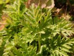 Tanacetum parthenium - Feuillage