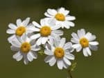 Tanacetum parthenium - Inflorescence