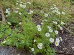 Tanacetum parthenium - Vue générale