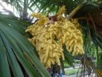 Trachycarpus fortunei - Inflorescence