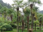 Trachycarpus fortunei - Peuplement forestier