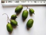 Actinidia arguta - Kiwai fruits