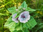 Graines Althaea officinalis, Graines de Guimauve, Guimauve officinale