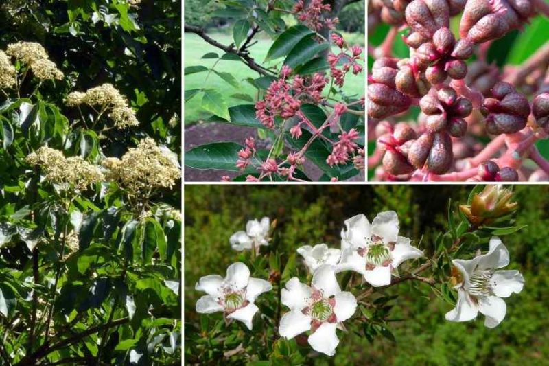 Un jardin blanc avec les Astéracées