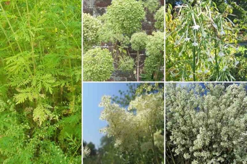 Artemisia en massif composé