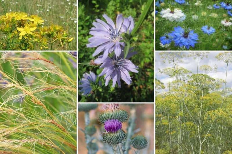 Prairie d'Astéracées sauvages
