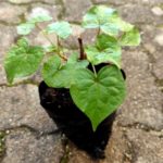 Fagopyrum acutatum - Sarrasin vivace