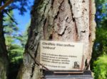 Gleditsia triacanthos - Févier d'Amérique écorce