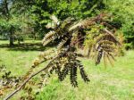 Gleditsia triacanthos - Févier d'Amérique feuillage