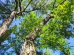 Gleditsia triacanthos - Févier d'Amérique tronc et cime