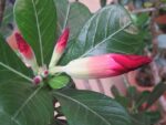 Graines d'Adenium arabicum mix, graines de Rose du désert en mélange