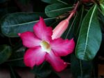 Graines d'Adenium arabicum mix, graines de Rose du désert en mélange