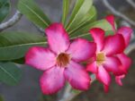 Graines d'Adenium arabicum mix, graines de Rose du désert en mélange