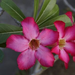 Adenium arabicum - Inflorescence et feuillage