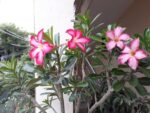 Graines d'Adenium arabicum mix, graines de Rose du désert en mélange