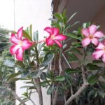Graines d'Adenium arabicum mix, graines de Rose du désert en mélange