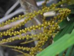 Arenga micrantha - Fruits