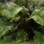 Arenga micrantha - Vue générale