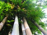 Bambusa tulda - Vue générale