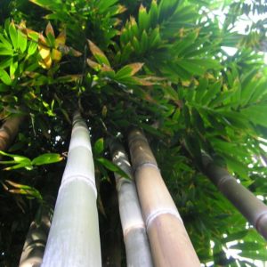 Bambusa tulda - Vue générale