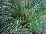 Chrysopogon zizanioides - Vue générale