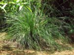 Chrysopogon zizanioides - Vue générale