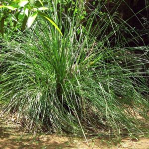 Chrysopogon zizanioides - Vue générale