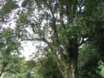 Elaeocarpus serratus - Détail du tronc