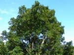 Elaeocarpus serratus - Houppier allongé