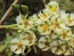 Elaeocarpus serratus - Inflorescence