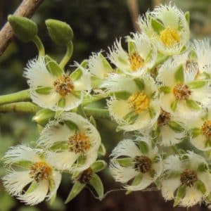 Elaeocarpus serratus - Inflorescence