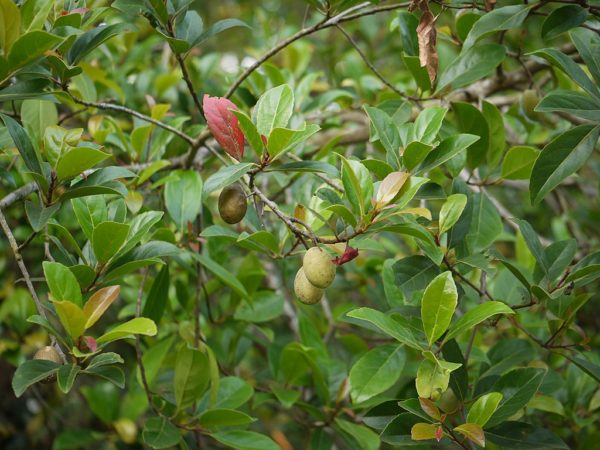 Elaeocarpus serratus - Infrutescence