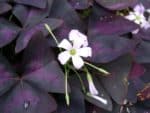 Oxalis triangularis 'Atropurpurea' - Feuillage et fleur