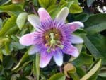 Passiflora caerulea - Feuillage et inflorescence