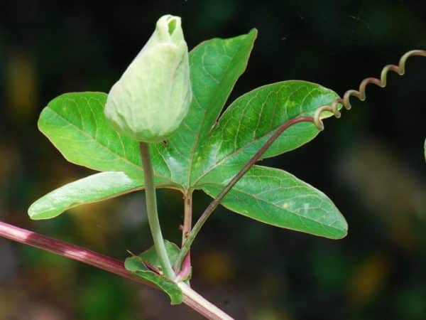 Passiflora caerulea - Feuille et vrille