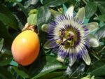 Passiflora caerulea - Fruit et fleur