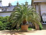 Graines de Phoenix canariensis, graines de Palmier des Canaries