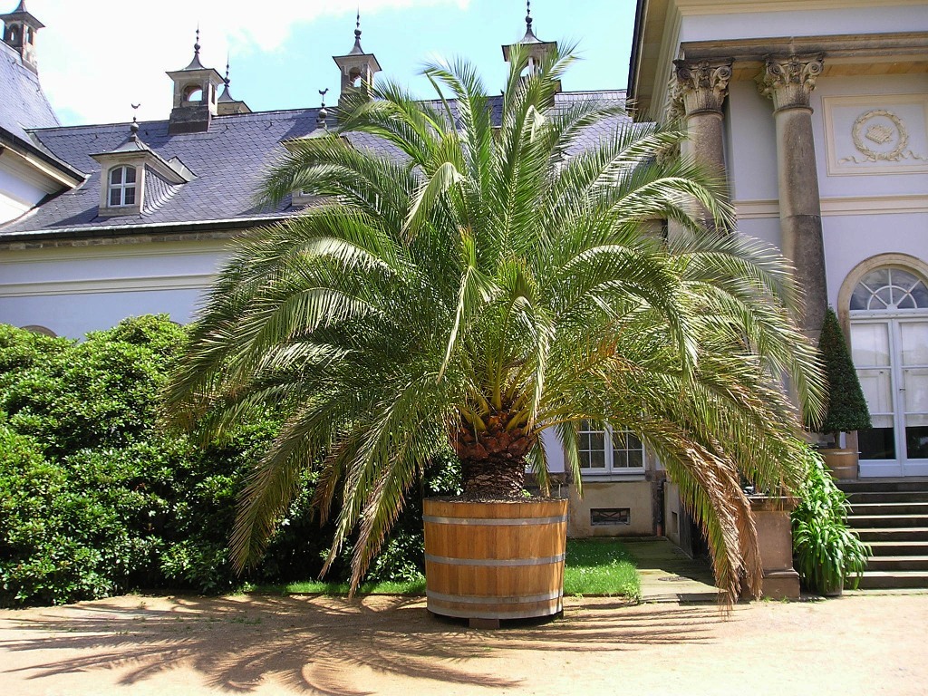Planter et entretenir des palmiers - Mon Jardin Ideal
