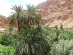 Phoenix dactylifera - Vue générale