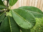 Plumeria rubra, Feuillage de Plumeria rubra, Feuillage du Frangipanier