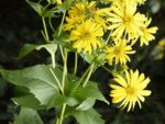 Silphium perfoliatum - Feuillage et fleurs