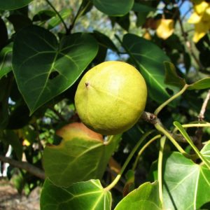 Thespesia populnea - Infrutescence