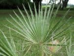 Washingtonia filifera - Palmes fibreuses