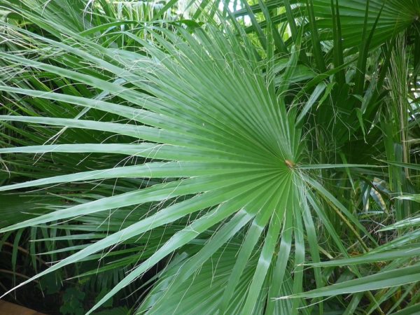 Washingtonia robusta - Détails d'une palme