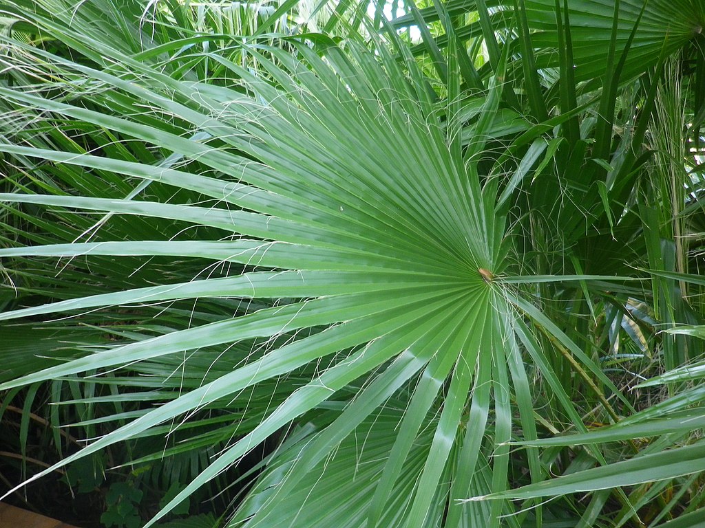 technique de protection hivernale palmier washingtonia robusta 