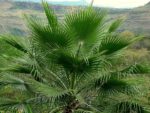 Washingtonia robusta - Feuillage