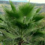 Washingtonia robusta - Feuillage