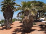Washingtonia robusta - Vue générale