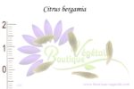 Graines de Citrus bergamia