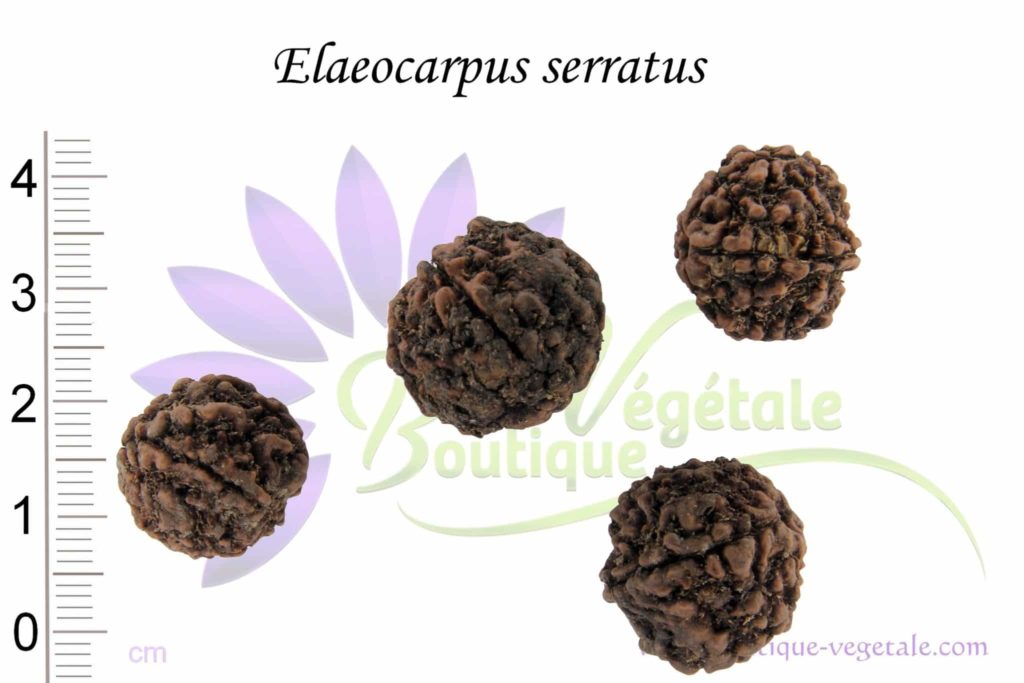 Graines d'Elaeocarpus serratus
